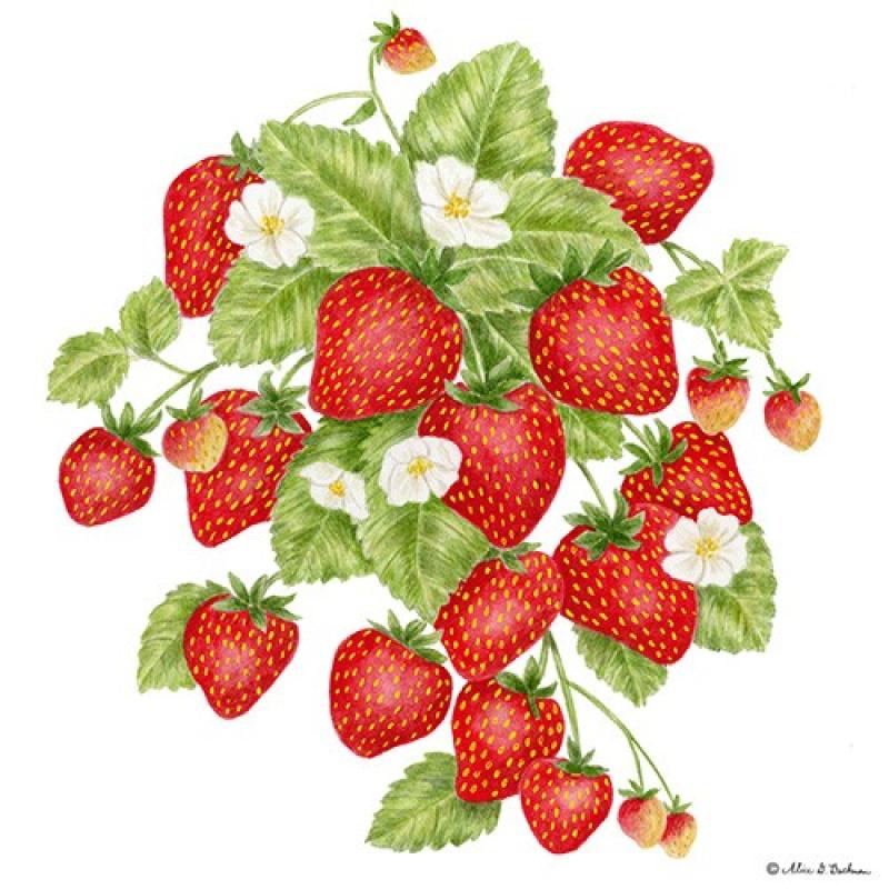 Strawberry Kitchen Towel